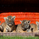 Illustration for article titled Whats Cuter Than A Tiger Cub? Tiger Quadruplets